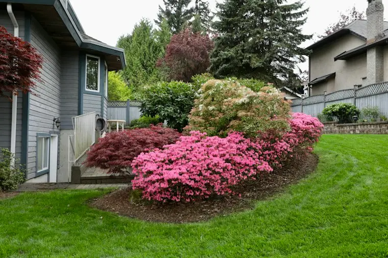 Green lawn and garden with blooming pink azaleas in front of a home