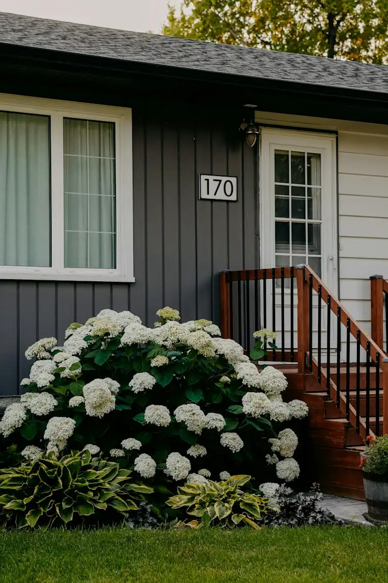 White hydrangeas blooming in front of a well-kept home